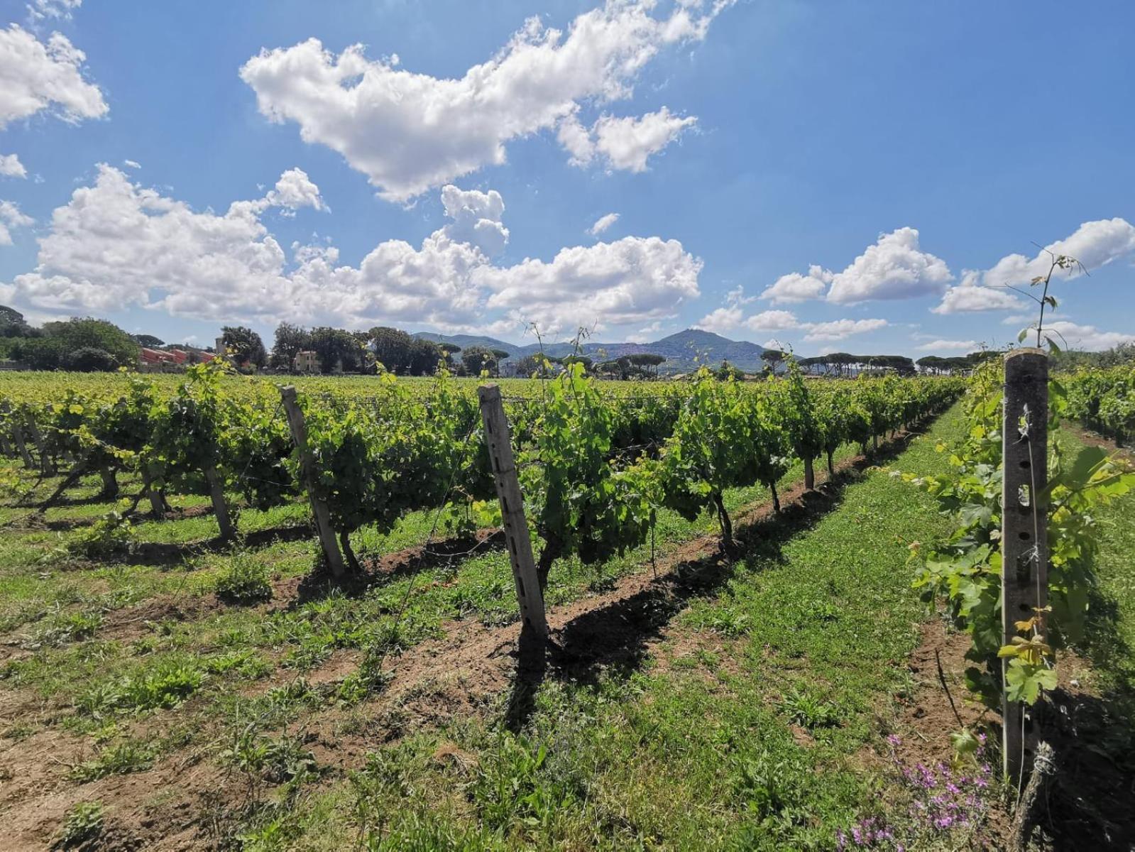 Villa Cavalletti Grottaferrata Εξωτερικό φωτογραφία